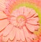 Gerber flower infinity spiral abstract background.