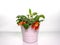 Gerber a withered dying flower standing in a white pot on a light background