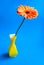 Gerber in a yellow glass vase on an isolated blue background.