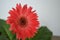 Gerbera Asteraceae family African Daisy. Perennial herbs. Woolly crown. Used as a decorative garden plant or as cut flowers.