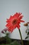 Gerbera Asteraceae family African Daisy. Perennial herbs. Woolly crown. Used as a decorative garden plant or as cut flowers.