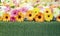 Gerbera backgrounds