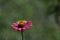 Gerbera ,Barberton daisy flower as background