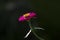 Gerbera ,Barberton daisy flower as background