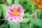 Gerbera , Barberton daisy flowers in the park , pink flowers in