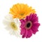 Gerbera bouquet