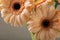 Gerbera closeup on pastel background