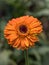 Gerbera daisies Gerbera jamesonii are commonly grown for their bright and cheerful daisy-like flowers