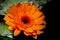 The Gerbera Daisy