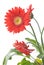 Gerbera Daisy