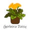 Gerbera Daisy-Air purification tree