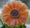 Gerbera daisy covered in frost