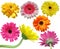 Gerbera daisy flower collection