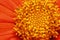 Gerbera daisy flower inside details