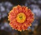 Gerbera daisy flower with square format.