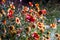 Gerbera daisy flowers blooming backlit image