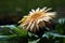 Gerbera Daisy on Natural Background