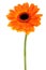 Gerbera Daisy orange