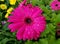 Gerbera Daisy Rose Dark Center flower with raindrops