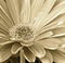 Gerbera Daisy Up Close - Sepia