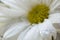 Gerbera daisy, very close up. macrophoto. nature related background. tells about pure feelings and beauty.