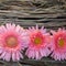 Gerbera decoration