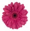 Gerbera with drops