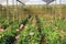 Gerbera farm inside greenhouse