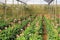 Gerbera farm inside greenhouse