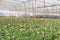 Gerbera farm inside greenhouse