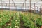 Gerbera farm inside greenhouse