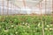 Gerbera farm inside greenhouse