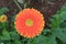 Gerbera farm inside greenhouse