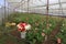 Gerbera farm inside greenhouse