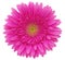 Gerbera flower