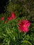 Gerbera flower