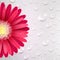 Gerbera Flower on a Background of Water Droplets