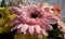 Gerbera flower bouquet macrophotography, close-up