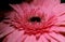 Gerbera flower bouquet macrophotography, close-up