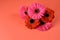 Gerbera flower bouquet on the red background, copy space. Nice greeting card design