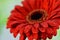 Gerbera flower closeup, macro, isolated. Springtime, gardening concept