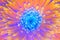 Gerbera flower closeup. Saturation luminosity color.