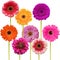 Gerbera flower collage isolated