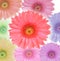 Gerbera flower colorfull isolated white background