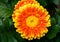 Gerbera flower head close up