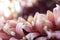 Gerbera flower, macro photo. the middle and inner leaves togethe