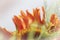 Gerbera flower, macro photo. the middle and inner leaves togethe