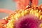 Gerbera flower, macro photo. the middle and inner leaves togethe