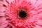 Gerbera flower macrophotography, close-up