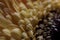Gerbera flower macrophotography, close-up